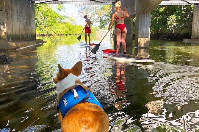 sup-pup-paddleboard-tour