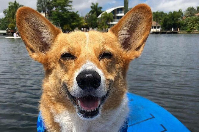 sup-pup-paddleboard-tour