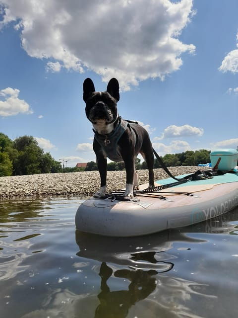 sup-station-wurzburg-sup-board-rental-courses-training-directly-on-the-main
