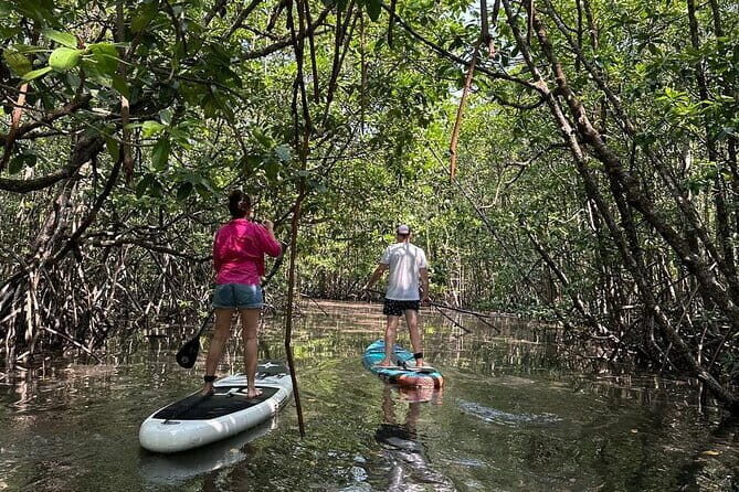 SUP Tour in Mangrove Forest of Koh Rong Sanloem - Key Points