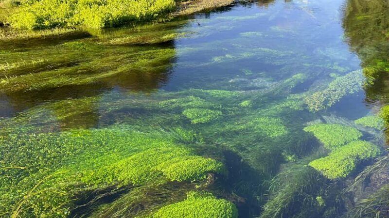 SUPER DEAL: Ruakuri Caves, Te Puia Rotorua & Blue Springs - Key Points