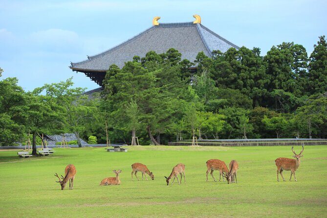 Super Express Nara & Kyoto Private 1-Day Tour from Tokyo - The Full Experience: What to Expect