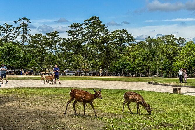 Super Express Nara & Kyoto Private 1-Day Tour from Tokyo - Final Thoughts