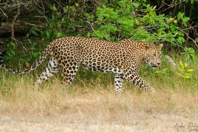 Super Luxury Jeep Safari at Yala National Park - Final Thoughts