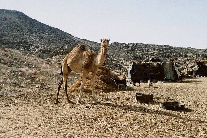 Super Safari, Quad, Jeep, Bedouin, Dinner & party : Marsa Alam - What’s the Real Value?