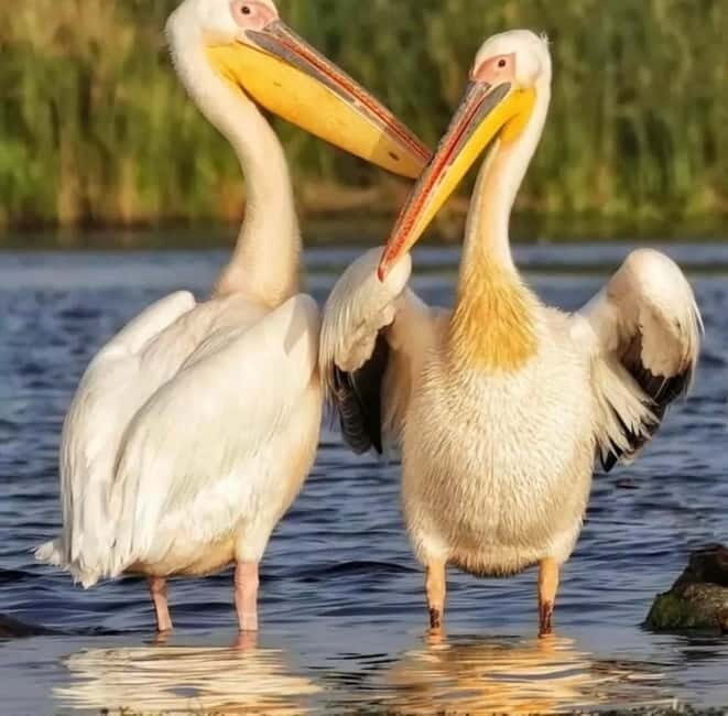 SUPER TOUR: Day Trip to Danube Delta - An Early Start and Seamless Logistics