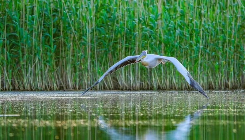 SUPER TOUR: Day Trip to Danube Delta - Exploring the UNESCO World Heritage Site