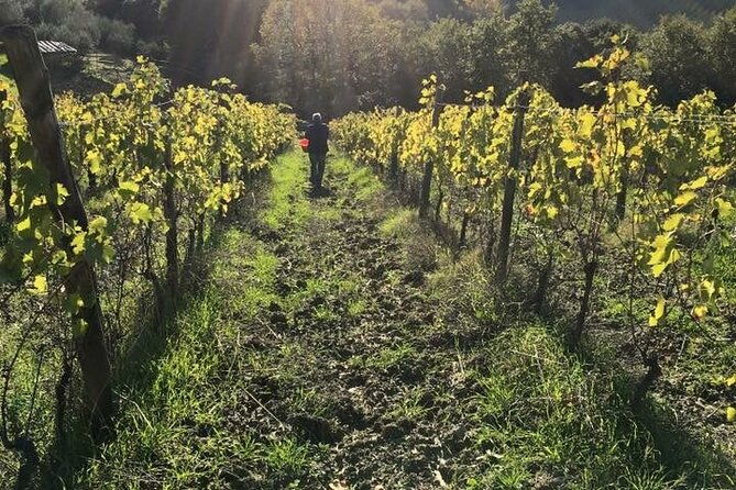 super-tuscan-igt-wines-evo-oil-balsamic-vinegar-tasting