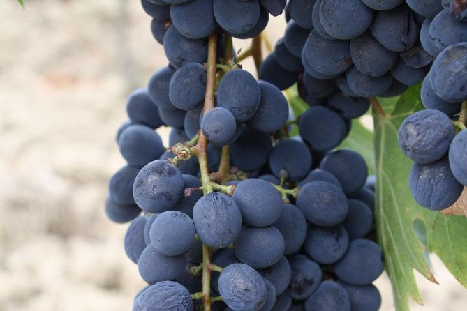 super-tuscan-igt-wines-evo-oil-balsamic-vinegar-tasting