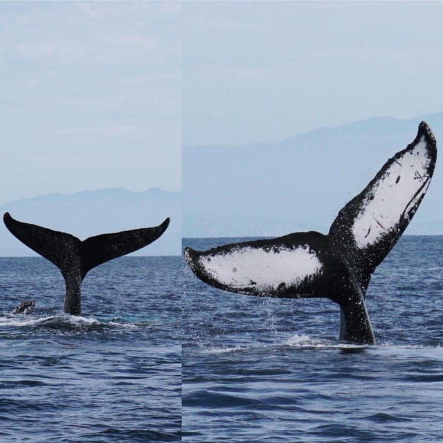 superior-2hr-private-whale-dolphin-watching-newport-beach