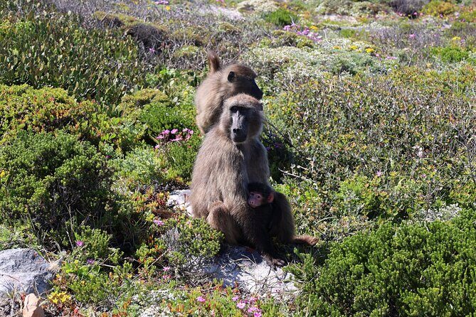 Supersaver: Cape of Good Hope and Cape Point Day Tour from Cape Town - Who Will Love This Tour?
