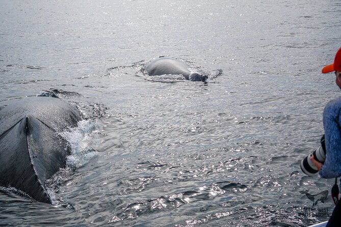 supreme-2hr-whale-dolphin-watching-newport-beach-6-person-max