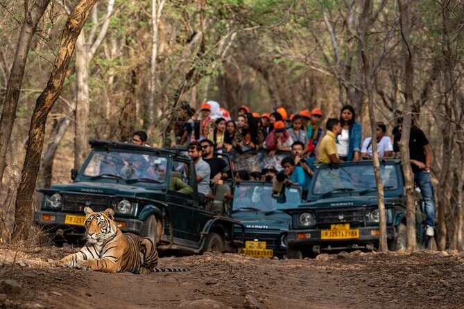 Sure Shot Tiger Viewing: Half-Day Panna National Park Jeep Safari - Sure Shot Tiger Viewing: Half-Day Panna National Park Jeep Safari – An Honest Look