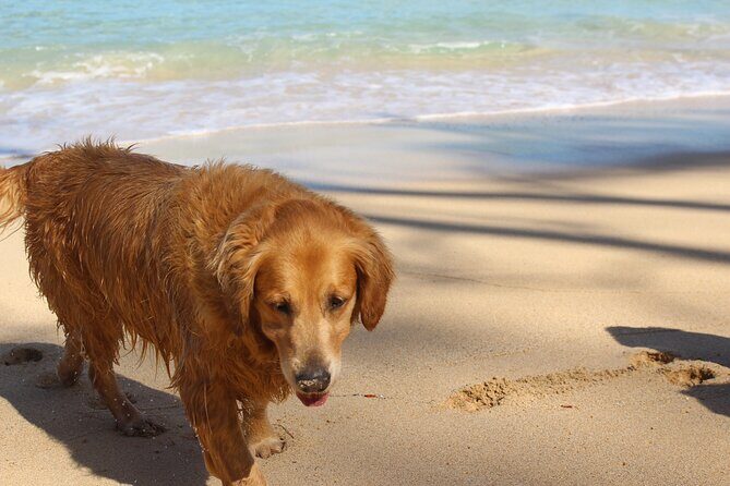 Surf Lessons on the North Shore of Oahu - An In-Depth Look at the Surf Lesson Experience  
