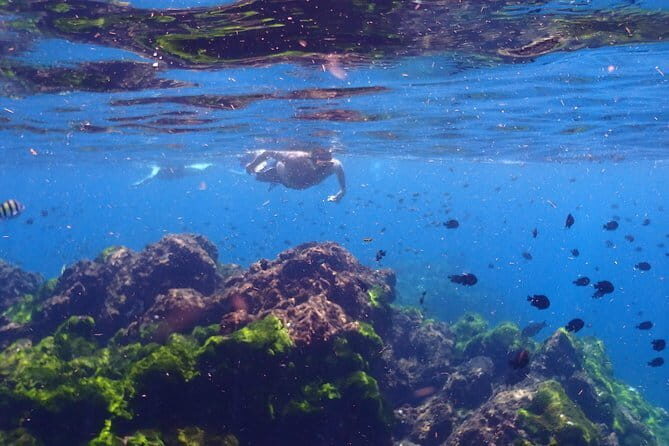 Surin Island Snorkeling by Speedboat from Khao Lak - Practical Details and Tips for Travelers