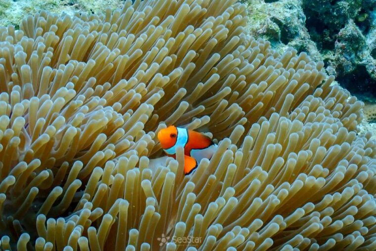 surin-island-snorkeling-tour