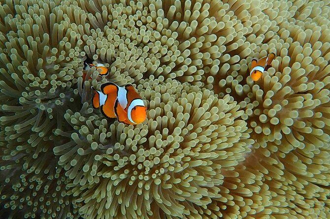 Surin Islands 3 Days 2 Nights Trip from Phuket - Authentic Experiences Highlighted by Reviewers