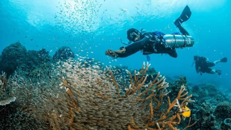 Surin Islands: Diving Day Trip from Khao Lak - Key Points