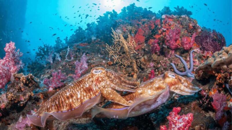 Surin Islands: Diving Day Trip from Khao Lak - Who Is This Tour Best For?