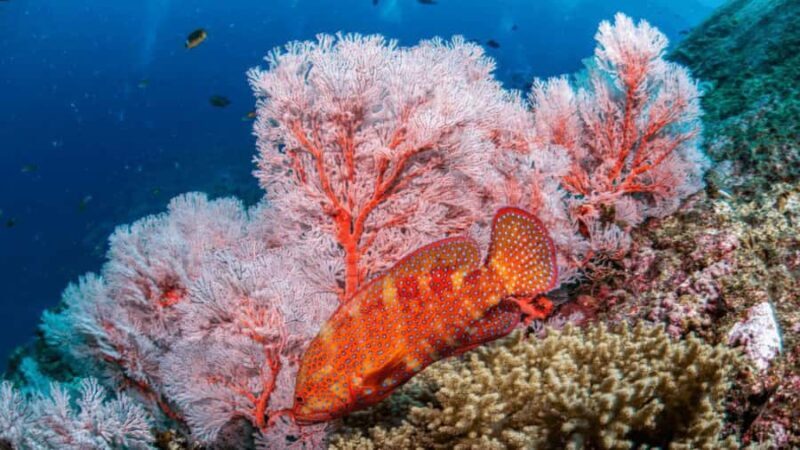 Surin Islands: Diving Day Trip from Khao Lak - FAQs