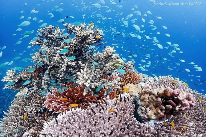 Surin Islands Overnight Beach Camping and Snorkeling Adventure - What’s Included and What to Keep in Mind