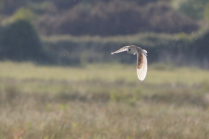 Sussex Birdwatching Private Guided Day Tour - Sussex Birdwatching Private Guided Day Tour: A Bird Lover’s Dream