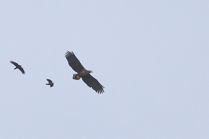 Sussex Birdwatching Private Guided Day Tour - Who Is This Tour Best For?