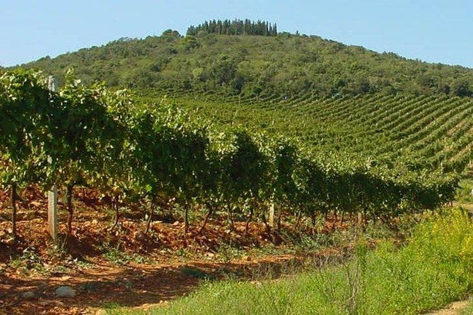 suvereto-wine-experience-private-tour-from-siena