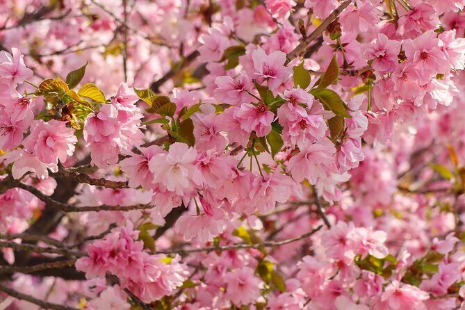 Suwon Hwaseon & King Cherry Blossom Gakwonsa & Flower Festival - FAQ