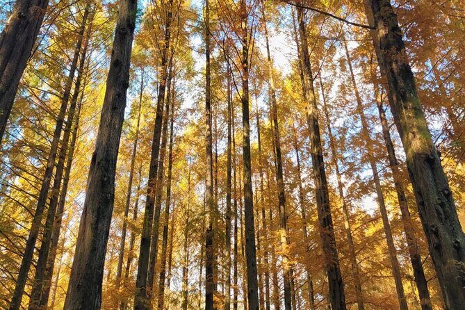 Suwon Hwaseong Fortress & Jangtaesan Full-Day Tour: Autumn Leaves - The Sum Up