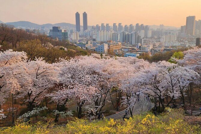 Suwon Hwaseong + Purple Flower(Azalea) + Cherry Blossom - An In-Depth Look at the Tour Itinerary