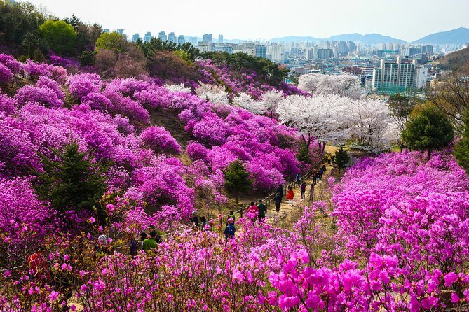 Suwon Hwaseong + Purple Flower(Azalea) + Cherry Blossom - Authentic Insights from Past Travelers
