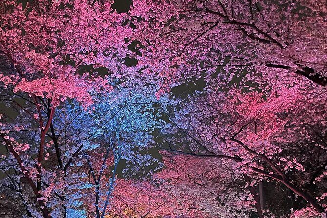 Suwon Hwaseong + Purple Flower(Azalea) + Cherry Blossom - FAQs