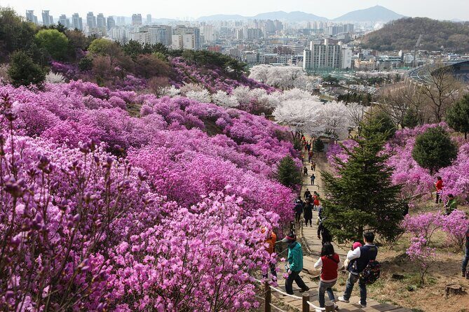 Suwon Hwaseong + Purple Flower(Azalea) + Cherry Blossom - Final Words