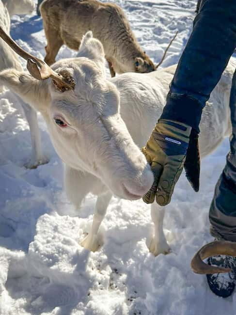 Svolvær: Sami Culture and Reindeer Experience - The Sum Up