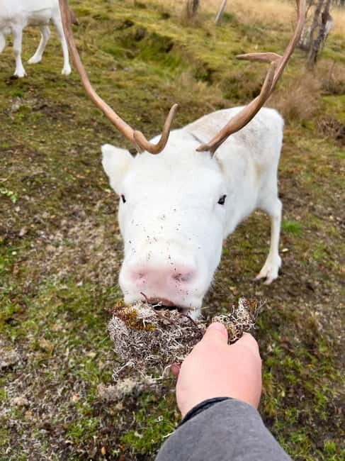 Svolvær: Sami Culture and Reindeer Experience - FAQ