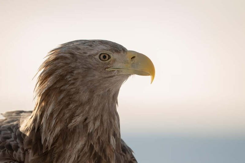 Svolvær: White-Tailed Eagle Safari with professional RIB - An In-Depth Look at the Svolvær Eagle Safari