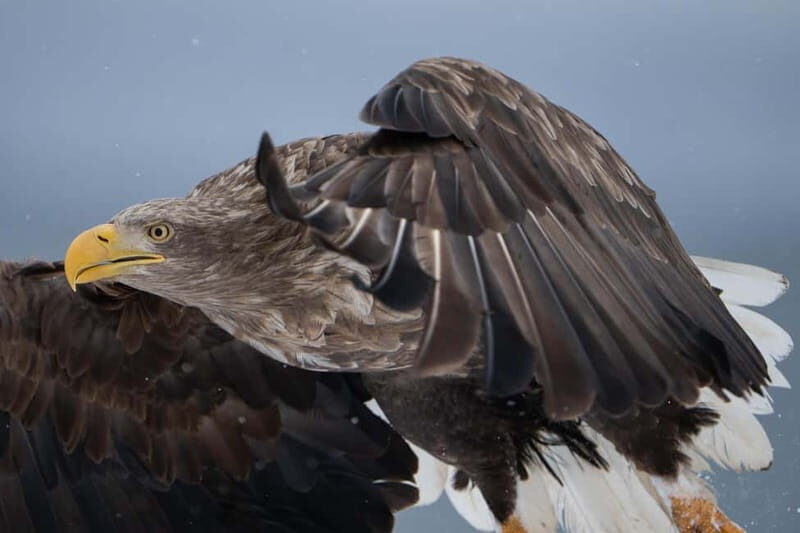 Svolvær: White-Tailed Eagle Safari with professional RIB - Who Will Love This Tour?