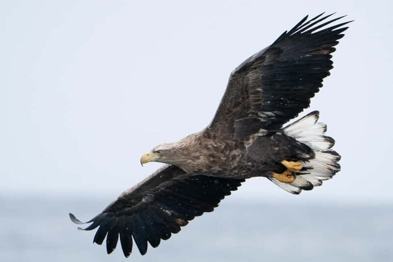 Svolvær: White-Tailed Eagle Safari with professional RIB - The Sum Up