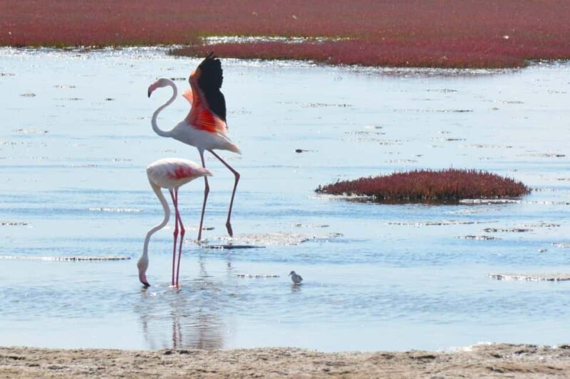 swakopmund city tour dune 7 pink lake pink flamingos - The Highlight: Dune 7