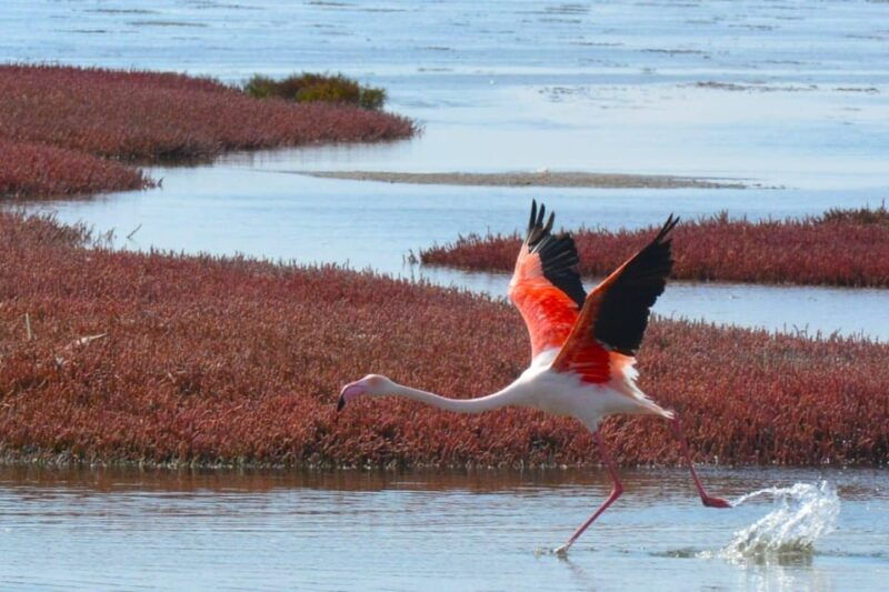 swakopmund-city-tour-dune-7-pink-lake-pink-flamingos