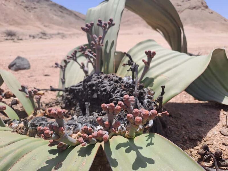 Swakopmund: Moon Valley and Namib Desert Welwitschia Tour - Key Points