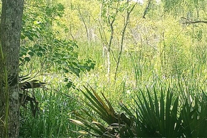 swamp-eco-cruise-and-walking-tour