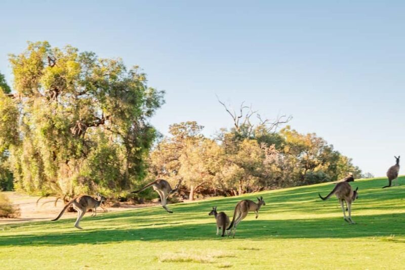 Swan Valley: Golf Cart Kangaroo Safari w/ Mini Golf & Drink - Swan Valley: Golf Cart Kangaroo Safari w/ Mini Golf & Drink – A Fun Wildlife Adventure Near Perth