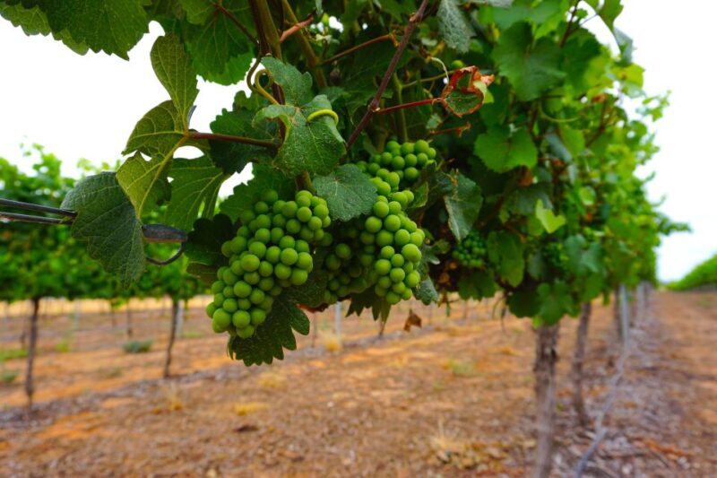 Swan Valley: Half-Day Wine Tour From Perth - Frequently Asked Questions