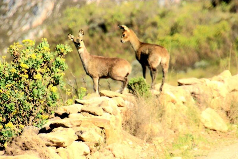 swartberg-half-day-swartberg-pass-and-private-guided-tour