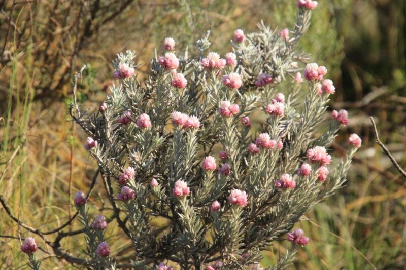 swartberg-half-day-swartberg-pass-and-private-guided-tour