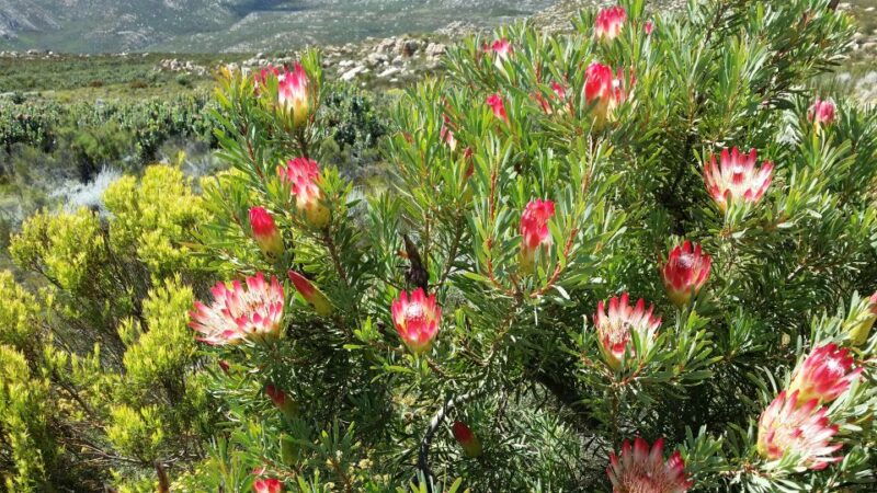 swartberg-half-day-swartberg-pass-and-private-guided-tour