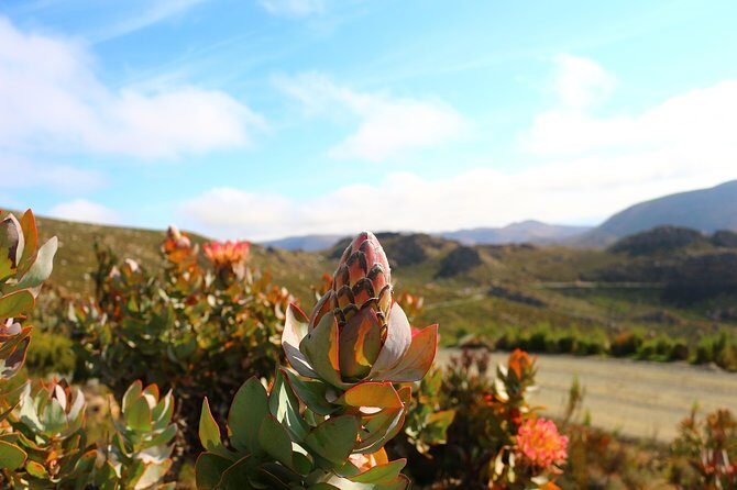 Swartberg Sunset Tour and Dinner - An In-Depth Look at the Tour Experience