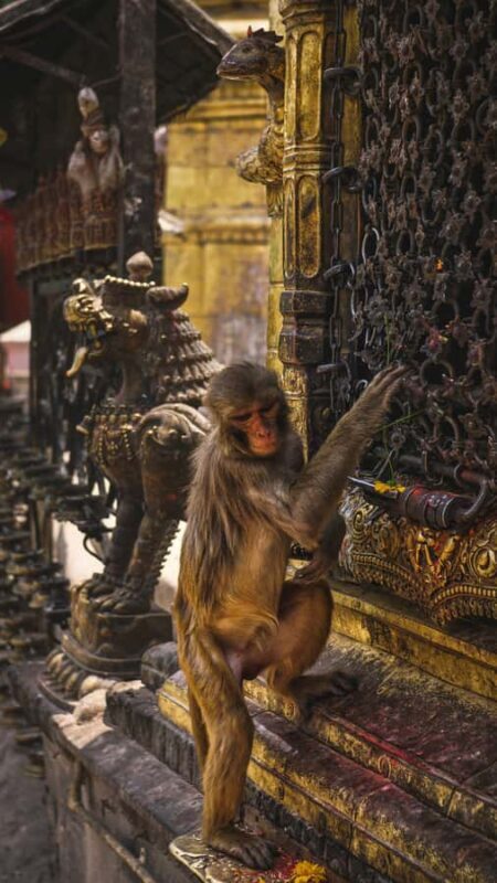 Swayambhunath: Sunset and City Lights Tour - Private/Group - Swayambhunath: Sunset and City Lights Tour - Private/Group